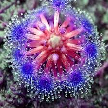 Blue Sundew Flower Seeds for Planting – Heirloom, Non-GMO, High Germination Organic Garden Seeds