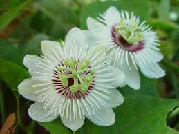 White Passiflora Biflora Flower Seeds for Planting | Heirloom Non-GMO Organic Garden Seeds, High Germination