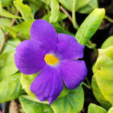 Thunbergia Flower Seeds for Planting - Heirloom, Non-GMO, High Germination Organic Garden Seeds