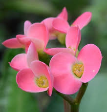 Light Pink Euphorbia Milii Flower Seeds for Planting – Heirloom, Non-GMO Border-Perfect Organic Garden Seeds