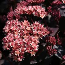 Pink Telephium Flower Seeds for Planting – Heirloom, Non-GMO, Garden Favorite Organic Garden Seeds