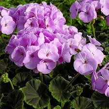 Purple Geranium Flower Seeds for Planting – Heirloom, Non-GMO, Cottage Garden Essential, High Germination