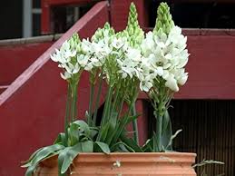 Ornithogalum Saundersiae Flower Seeds for Planting – Heirloom, Non-GMO, Low Maintenance Organic Garden Seeds