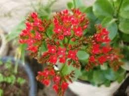 Lavender Gladiolus Flower Seeds – Long Bloom Season, Heirloom, Non-GMO & High Germination Organic Garden Seeds