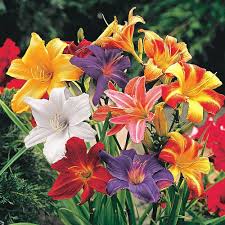 Mix Hemerocallis Flower Seeds for Planting – Heirloom, Non-GMO Pollinator-Friendly Organic Garden Seeds