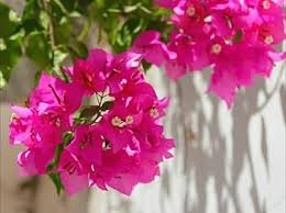 Pink Bougainvillea Flower Seeds for Planting – Hardy Variety, Heirloom, Non-GMO, High Germination