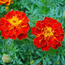 Red White Marigold Flower Seeds for Planting – Heirloom, Non-GMO, Garden Favorite Organic Garden Seeds
