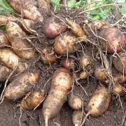 Vegetable Seeds,Garden seeds, Seeds For Planting,Plant Seeds