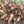 Vegetable Seeds,Garden seeds, Seeds For Planting,Plant Seeds