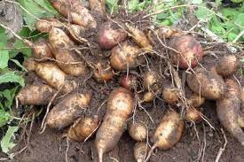 Vegetable Seeds,Garden seeds, Seeds For Planting,Plant Seeds