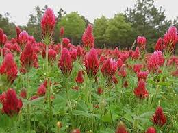 Organic Red Trifolium Incarnatum Flower Seeds for Planting – Vibrant Colors, Heirloom, Non-GMO, High Germination Seeds