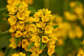 Yellow Lysimachia Punctata Flower Seeds for Planting – Shade Tolerant, Heirloom, Non-GMO, High Germination Organic Seeds