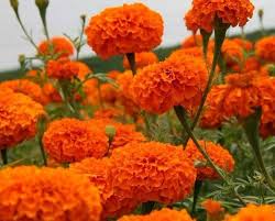 Marigold Flower Seeds for Planting – Heirloom, Non-GMO, Pollinator Friendly Organic Garden Seeds