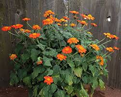 Orange Mexican Sunflower Seeds for Planting  – Heirloom, Non-GMO, High Germination Garden Seeds