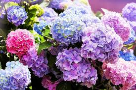 Mixed Hydrangea Flower Seeds for Planting – Border-Perfect Heirloom, Non-GMO, High Germination Garden Seeds