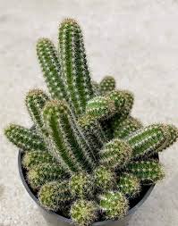 Echinopsis Chamaecereus Flower Seeds for Planting – Fragrant Blossoms, Heirloom, Non-GMO, Organic Garden Seeds