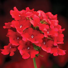 Red Verbena Scarlet Flower Seeds for Planting – Heirloom, Non-GMO, High Germination Organic Garden Seeds
