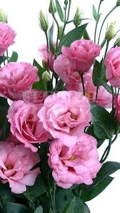 Pink Lisianthus Flower Seeds for Planting – Heirloom, Non-GMO Compact Organic Garden Seeds