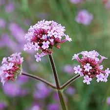 Purple Verbena Bonariensis Flower Seeds for Planting – Heirloom Non-GMO High Germination Organic Garden Seeds