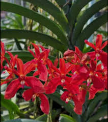 Light Red Phalaenopsis Orchid Seeds for Planting – Cut Flower Favorite, Heirloom, Non-GMO, High Germination