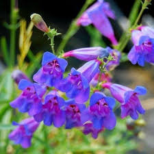 Heirloom Penstemon Flower Seeds for Planting – Non-GMO, Colorful Display Organic Garden Seeds
