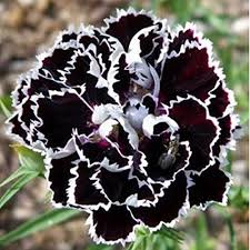 Black White Carnation Flower Seeds for Planting – Heirloom, Non-GMO, High Germination Organic Garden Seeds