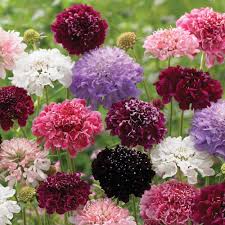 Pincushion Flower Seeds for Planting – Perfect for Borders, Heirloom, Non-GMO & High Germination Seeds