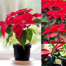 Red Poinsettia Flower Seeds for Planting – Hardy Variety, Heirloom, GMO Free Organic Garden Seeds