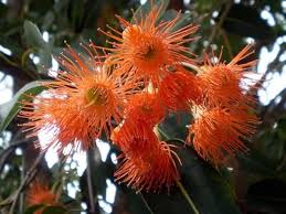 Heirloom Corymbia Ficifolia Flower Seeds for Planting – Non-GMO, High Germination Organic Garden Seeds