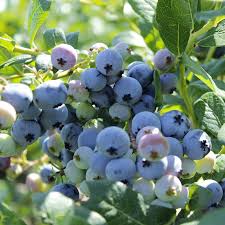 Fruit Seeds,Garden seeds, Seeds For Planting,Plant Seeds