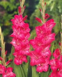 Pink Gladiolus Flower Seeds for Planting – Heirloom, Non-GMO, Vibrant Colors Organic Garden Seeds