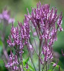 Vervain Hastata Flower Seeds for Planting – Heirloom, Non-GMO Seasonal Bloomer, High Germination Seeds