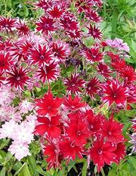 Mixed Twinkle Star Flower Seeds for Planting – Heirloom, Non-GMO, High Germination Organic Garden Seeds
