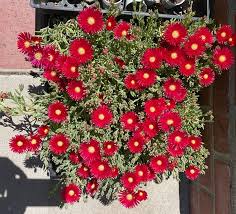 Red Delosperma Flower Seeds for Planting – Fragrant Blossoms, Heirloom Non-GMO High Germination Organic Garden Seeds