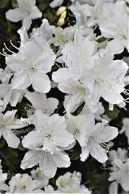 Azalea Blanco Flower Seeds for Planting – Fragrant Blossoms, Heirloom, Non-GMO, High Germination Garden Seeds