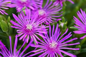 Delosperma Cooperi Flower Seeds for Planting – Heirloom, Non-GMO Seasonal Organic Garden Seeds