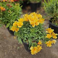 Yellow Alstroemeria Flower Seeds for Planting – Vibrant Colors Heirloom Non-GMO Seeds