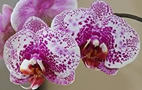 White Pink Phalaenopsis Orchid Seeds for Planting – Heirloom, Non-GMO Colorful Display, High Germination
