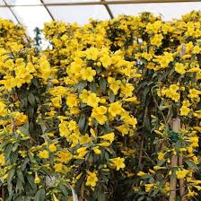 Carolina Yellow Jasmine Vine Seeds – Heirloom, Non-GMO, Perennial Blooms