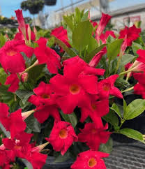 Dipladenia Flower Seeds for Planting – Colorful Display, Heirloom, Non-GMO, High Germination Seeds