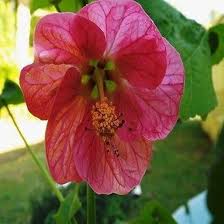 Abutilon Bellvue Flower Seeds for Planting – Heirloom, Non-GMO, Drought Tolerant Organic Garden Seeds