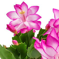 Pink Zygocactus Truncatus Flower Seeds for Planting – Heirloom, Non-GMO, Premium Quality Organic Garden Seeds