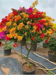 Mixed Color Bougainvillea Flower Seeds for Planting – Hardy Variety, Heirloom, Non-GMO, High Germination