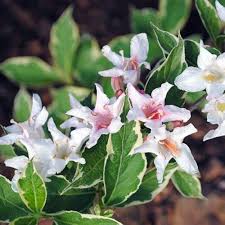Weigela Flower Seeds for Planting – Heirloom, Non-GMO, Colorful Display Organic Garden Seeds