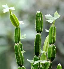 Cissus Flower Seeds for Planting – Perfect for Borders, Heirloom, GMO Free Organic Garden Seeds