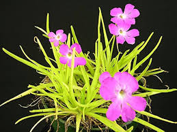 Pinguicula Moctezumae Flower Seeds for Planting – Heirloom, Non-GMO Shade-Tolerant Organic Garden Seeds