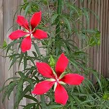 Heirloom Texas Star Hibiscus Flower Seeds for Planting – Non-GMO, High Germination Organic Garden Seeds