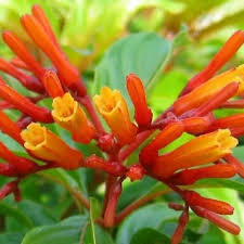 Hamelia Patens Flower Seeds for Planting – Fragrant Blossoms Heirloom Non-GMO Organic Garden Seeds