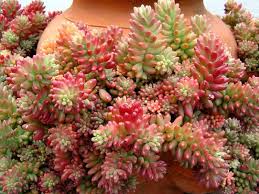 Red Sedum Rubrotinctum Flower Seeds for Planting – Vibrant Colors, Heirloom, Non-GMO Seeds for Home Garden
