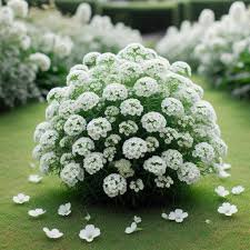 Alyssum Ground Cover Flower Seeds for Planting – Easy to Grow, Heirloom, Non-GMO, High Germination Organic Garden Seeds
